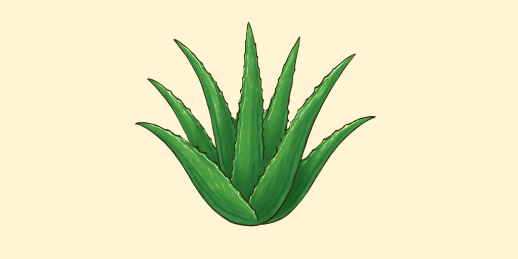 Aloe Vera