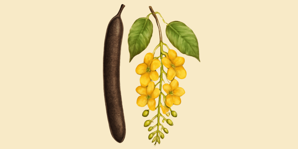 Amaltas