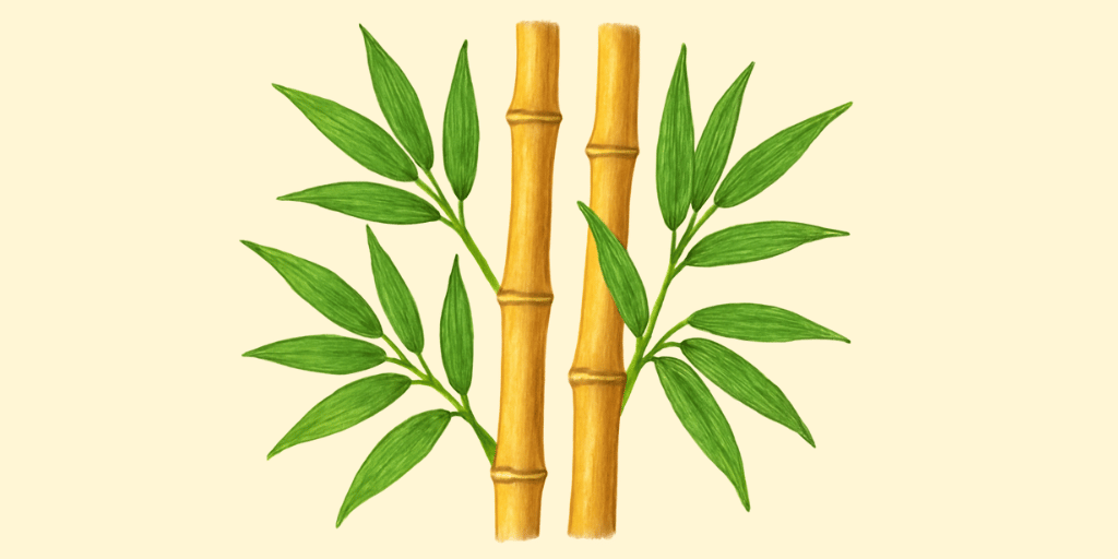 Bamboo