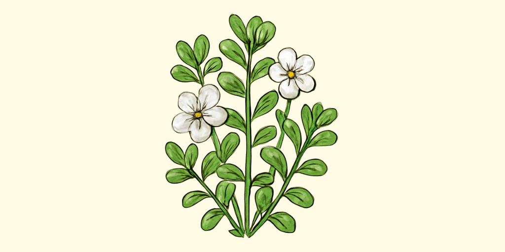 Brahmi