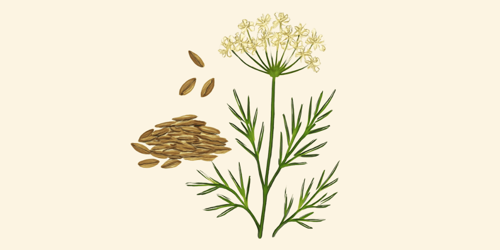 Cumin
