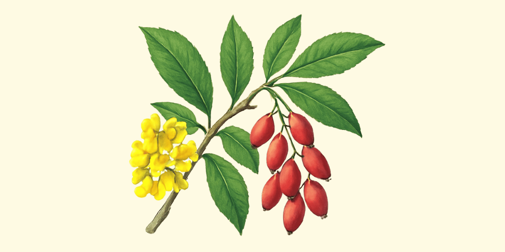 Daruharidra