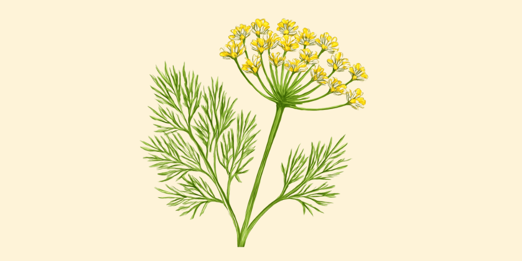 Dill