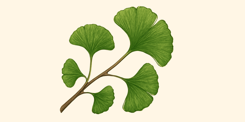 Ginkgo Biloba