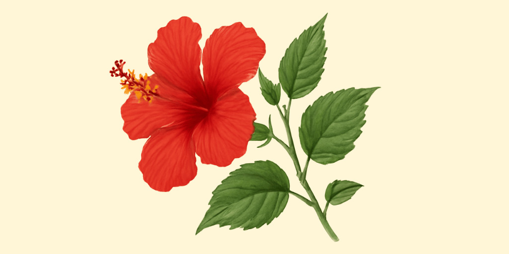 Hibiscus
