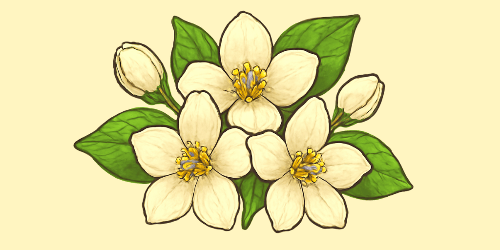 Jasmine