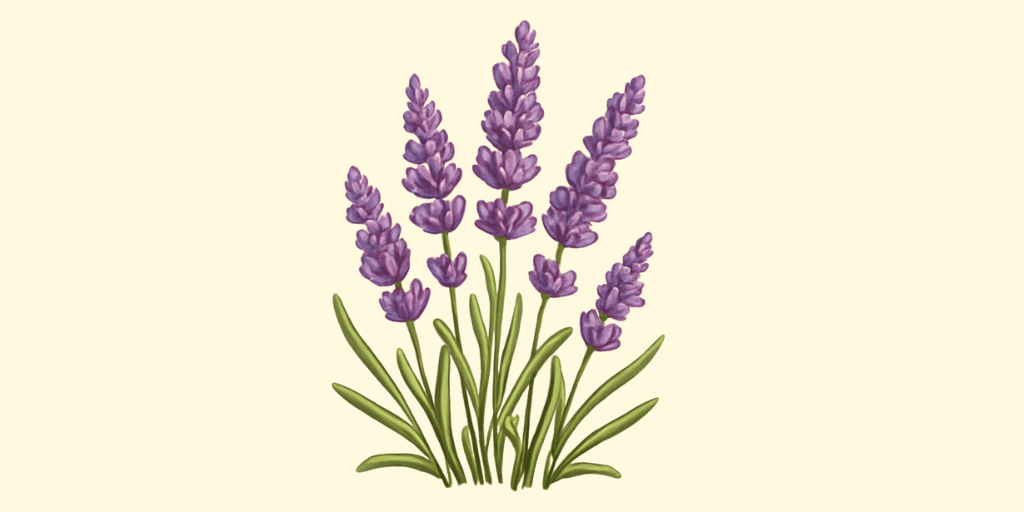 Lavender