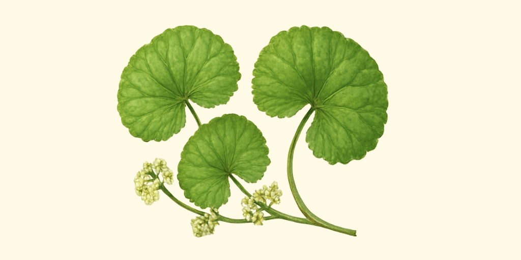 Mandukaparni