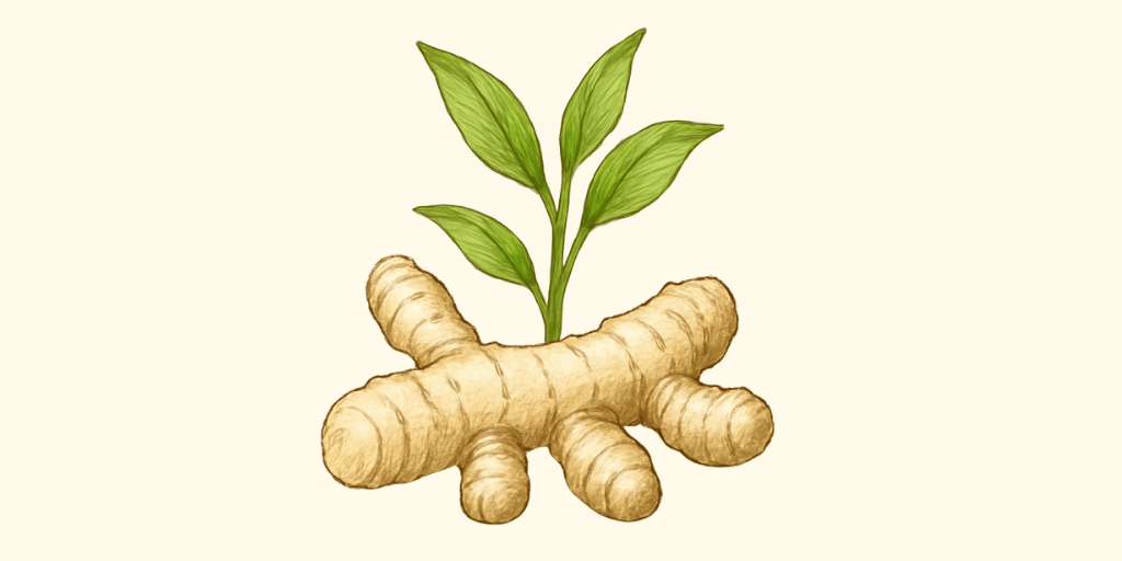 White Turmeric